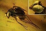 Detailed Fossil Fly (Diptera) In Baltic Amber - Amazing Eyes #87246-2